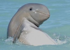 罕见！稀有澳洲短鳍海豚海中